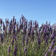 Pochon senteur fleurs de lavande brodé personnalisé à vos initiales - Villa Farese