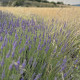 Pochon senteur fleurs de lavande brodé personnalisé à vos initiales - Villa Farese